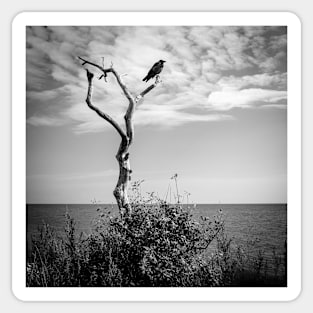 a lone crow in a dead tree on the Swedish coast Sticker